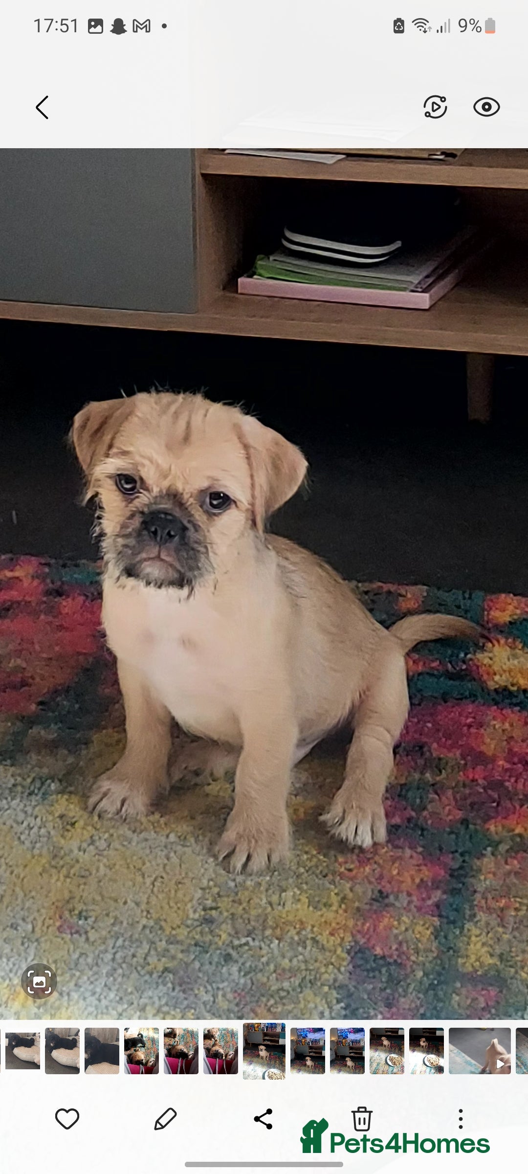 Mixed Breed dogs for sale: Puppys Reduced  in Jarrow - Image 13