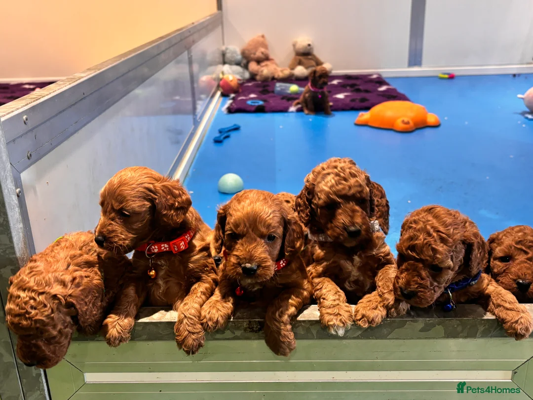 Cockapoo dogs for sale: Stunning F1B Cockapoos - Advert 15