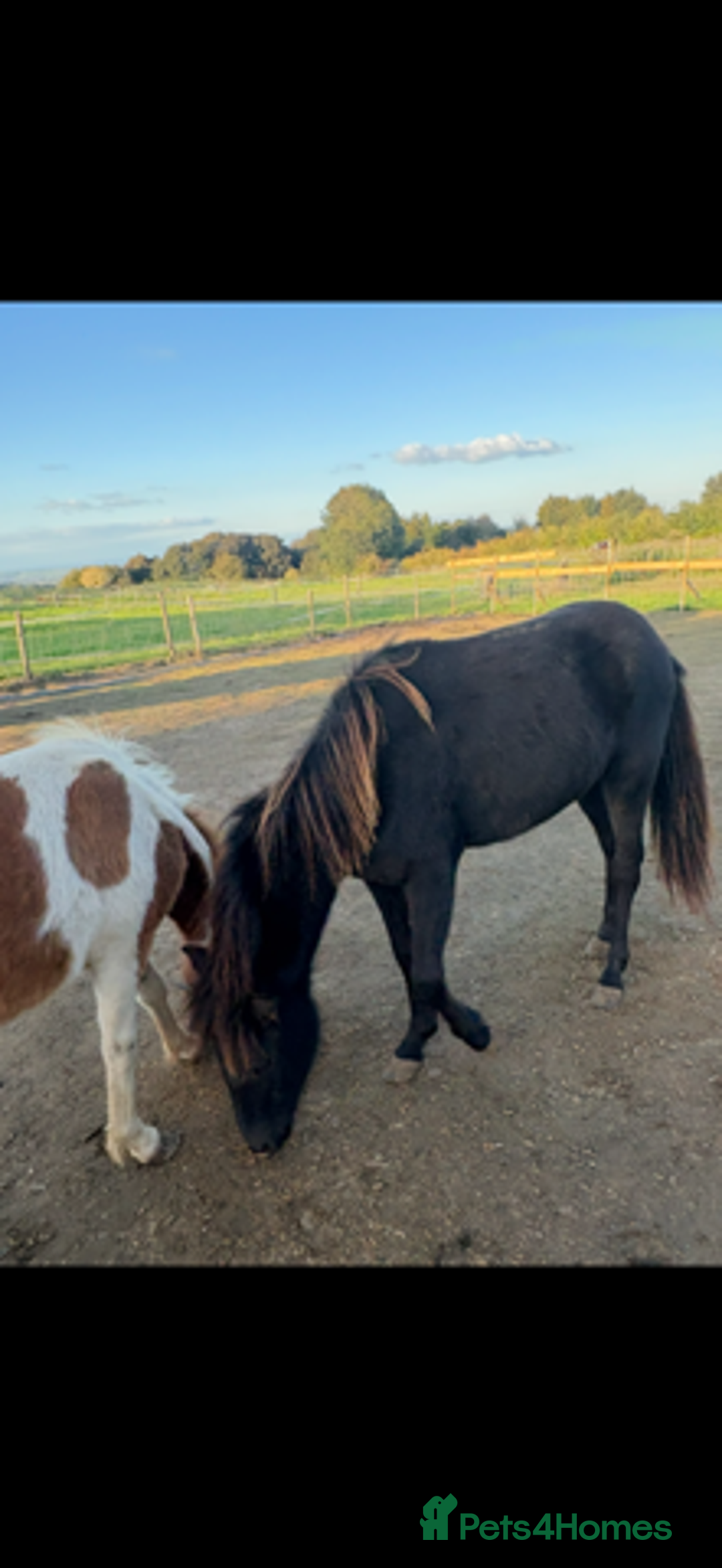 Gotland pony horses for sale: Dartmoor Hill pony  - Advert 8