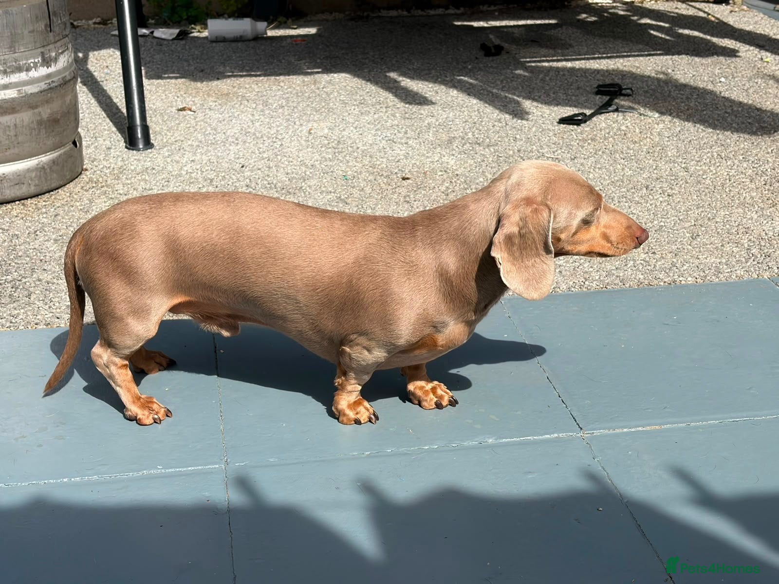 Dachshund dogs Pip sevier - Advert 2