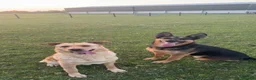 German Shepherd dogs for sale: German shepherd puppies.  in Leicester - Advert 6