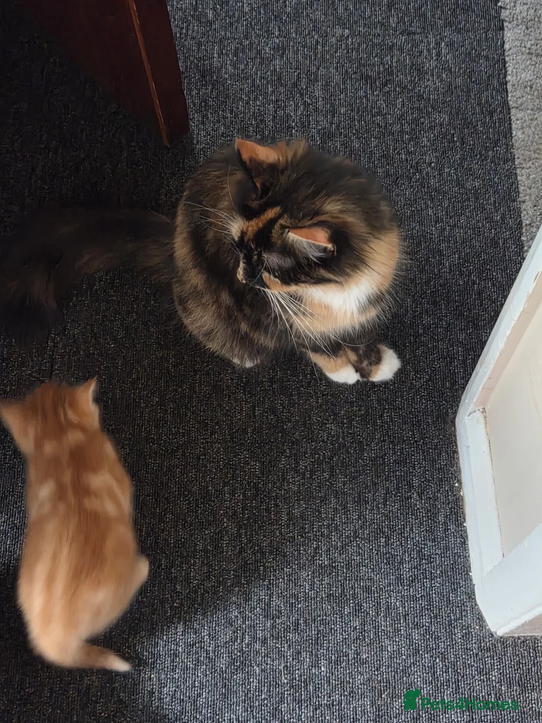 Mixed Breed cats for sale: 4 beautiful kittens mixed breed. in Ashbourne - Advert 1