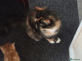 Mixed Breed cats 4 beautiful kittens mixed breed. - Advert 1