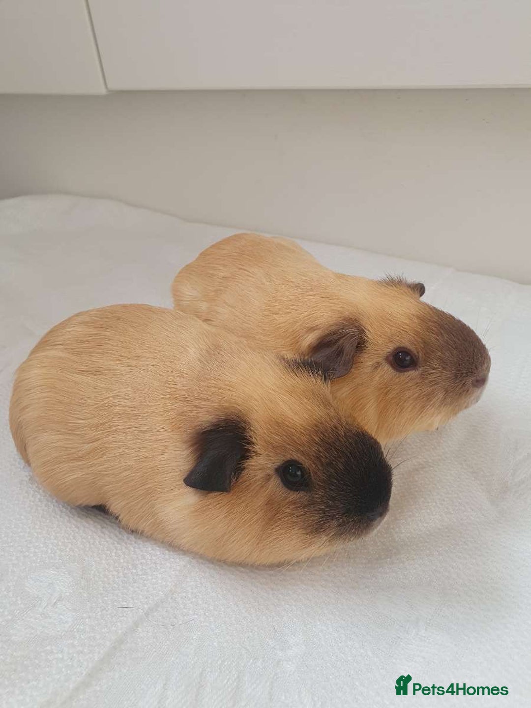 Guinea Pig rodents for sale: Male California guinea pigs 5* homes only  - Advert 7