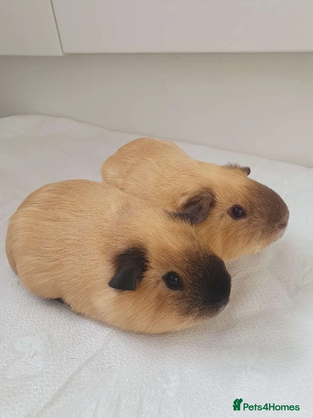 Guinea Pig rodents for sale: 2 Male California guniea pigs brothers  - Advert 2