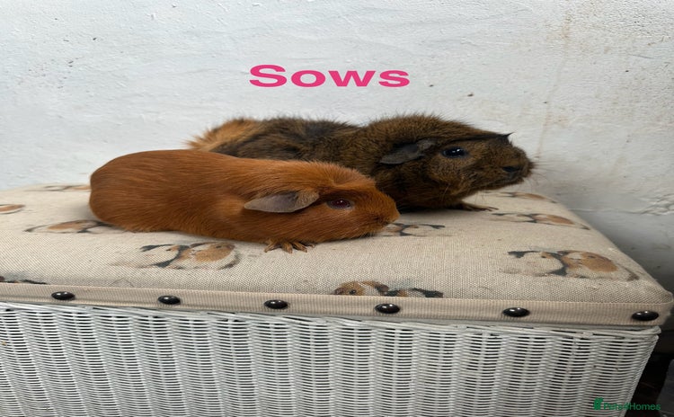 Guinea Pig rodents - Advert 8