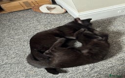 British Shorthair cats for sale: Cimba & Tom Both male  - Image 6