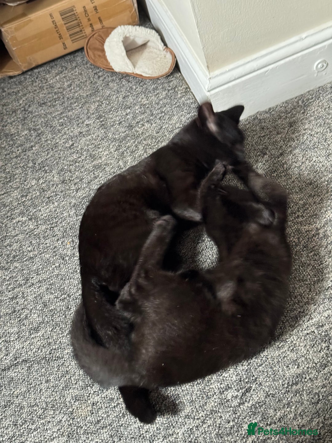 British Shorthair cats for sale: Cimba & Tom Both male  - Image 6