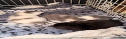 British Shorthair cats for sale: *** Beautiful Kittens*** - Advert 11