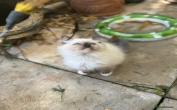 Ragdoll cats for sale: 🚨 Gorgeous, pedigree Ragdoll Puffballs! 🚨  - Image 10