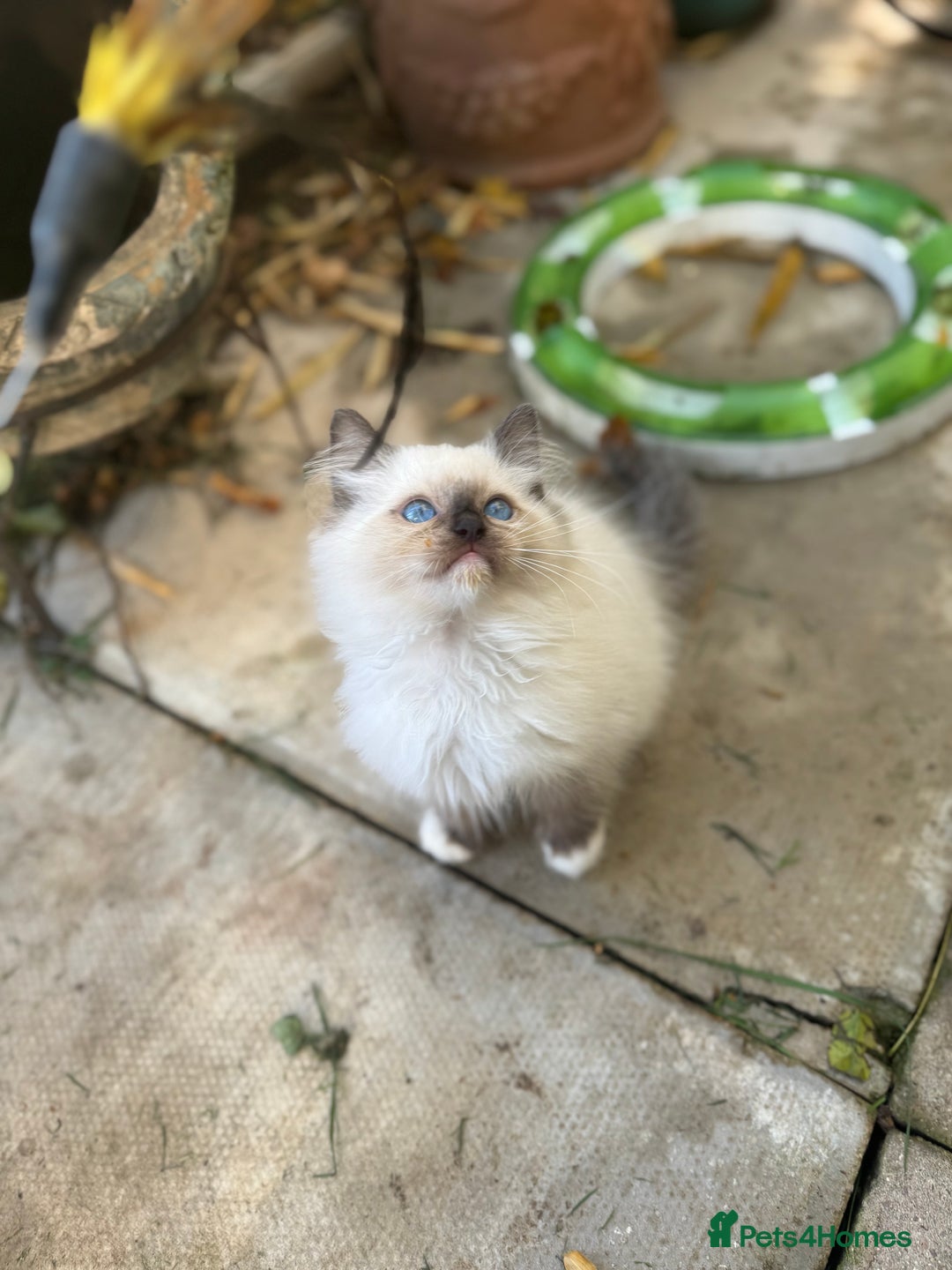 Ragdoll cats for sale: 🚨 Gorgeous, pedigree Ragdoll Puffballs! 🚨  - Image 10