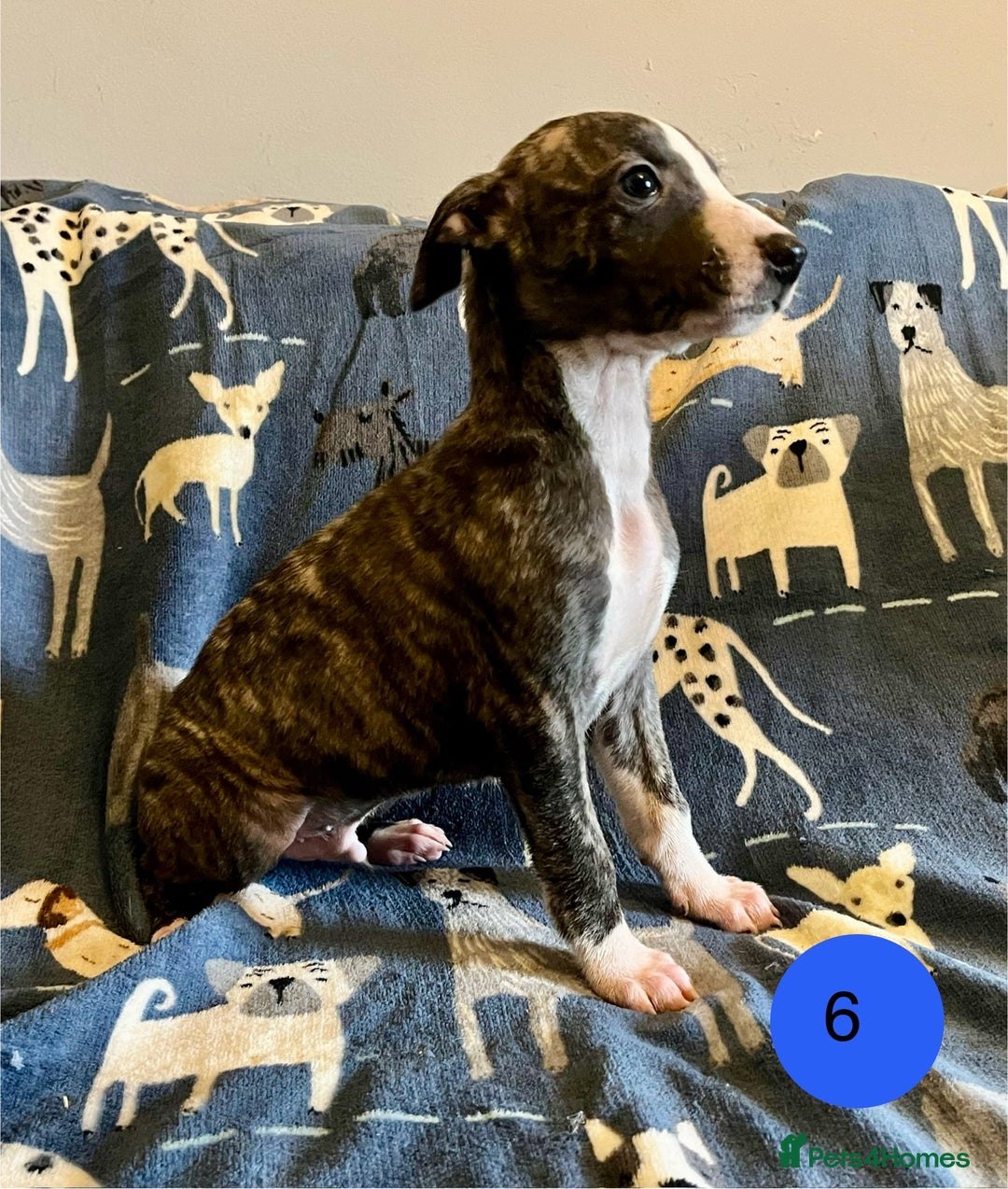 Whippet dogs for sale: KC Reg Whippet Puppies - Advert 17