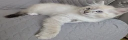 Ragdoll cats for sale: GCCF Full Pedigree Ragdoll Kittens  - Advert 11
