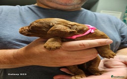 Mixed Breed dogs for sale: FULLY HEALTH TESTED FOX RED MINIATURE COCKAPOOS  - Image 16
