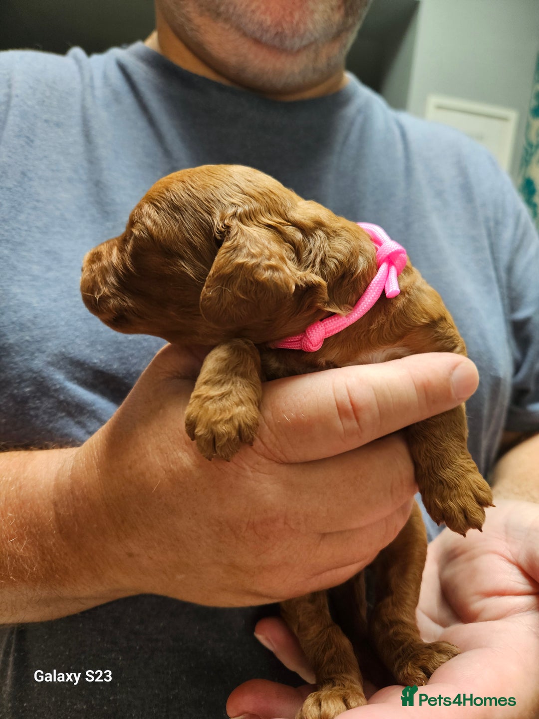 Mixed Breed dogs for sale: FULLY HEALTH TESTED FOX RED MINIATURE COCKAPOOS  - Image 16