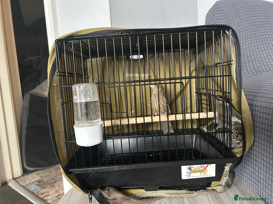 Finches birds for sale: Free Mexican/house finch - Advert 4