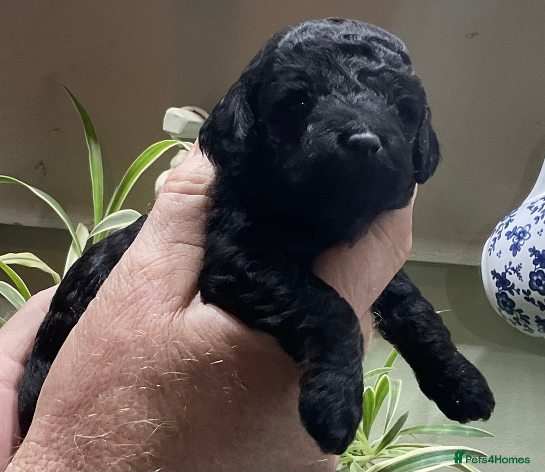 Cockapoo dogs for sale: COCKAPOO PUPPIES RED & BLACK in CAMBRIDGESHIRE  - Advert 19