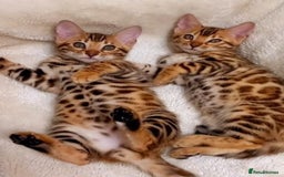 Bengal cats for sale: Bengals high guality kittens ready for new home  - Advert 13