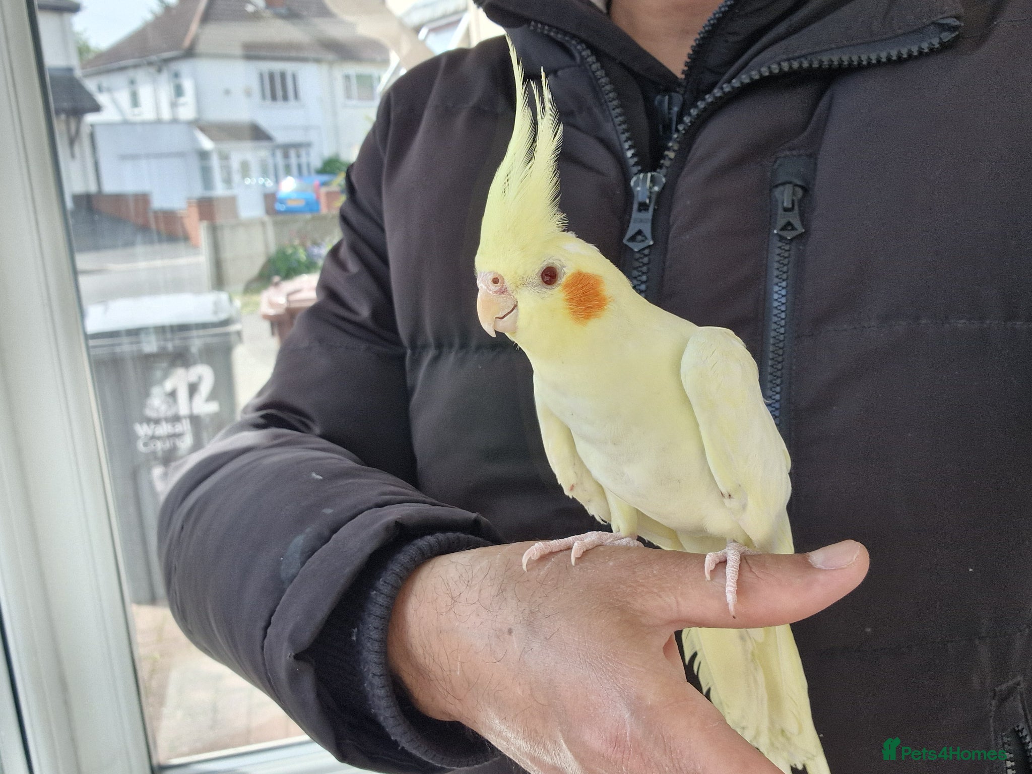 Cockatiels birds Super Hand Tamed cockatiel for sale  - Advert 8