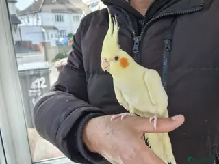 Cockatiels birds Super Hand Tamed cockatiel for sale - Advert 8