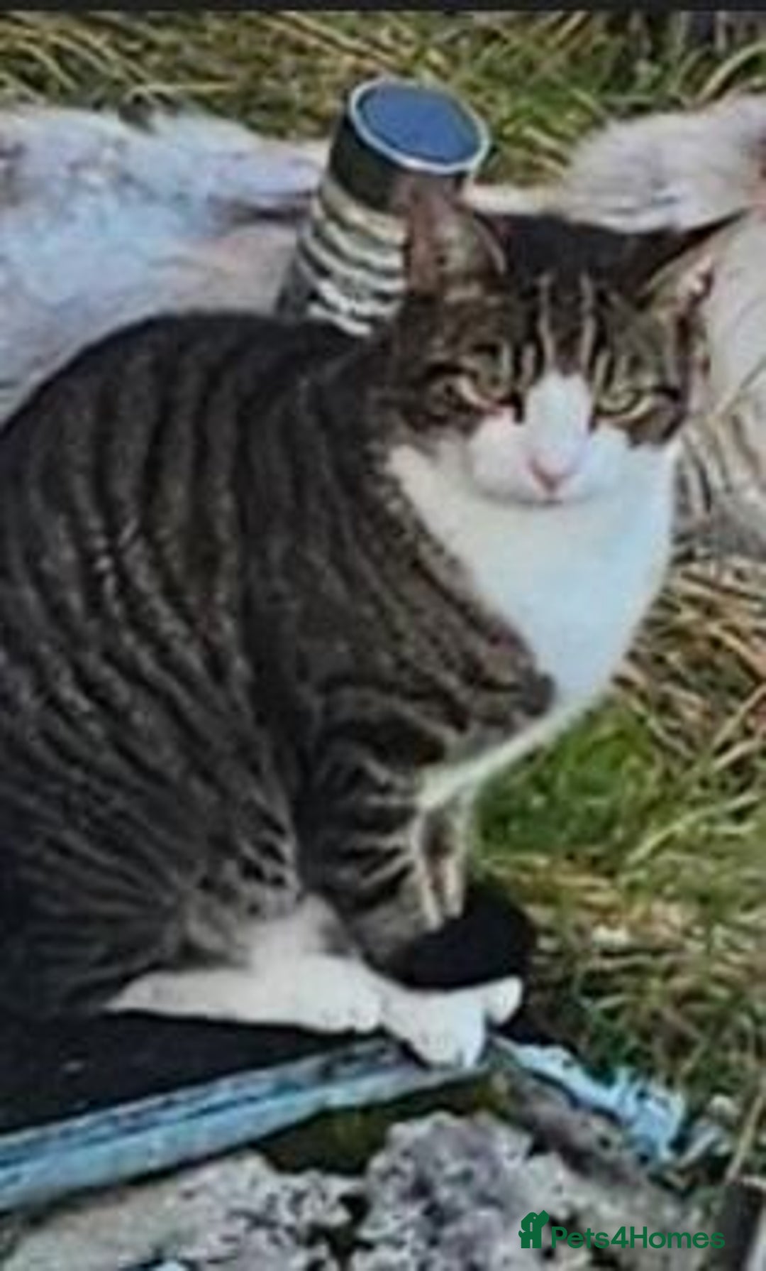 Mixed Breed cats for sale: Tiger Striped Boy For Sale - Advert 2