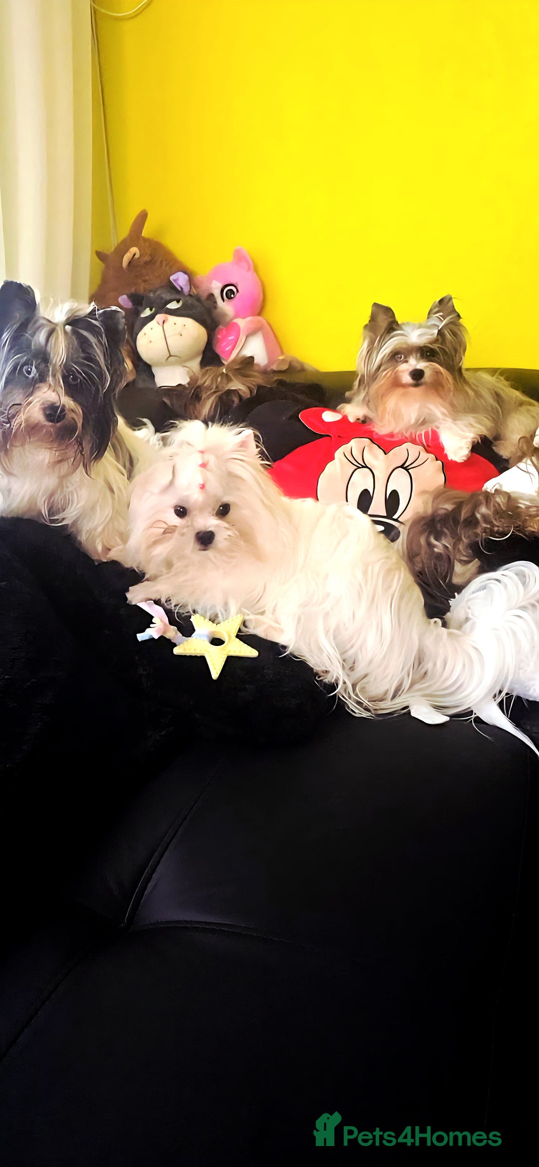 Yorkshire Terrier dogs for sale: Luxury Yorkshire Terrier Puppies/Home Raised/IHR   - Advert 37