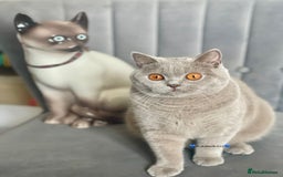British Shorthair cats for sale: 💕Charming BSH kittens💕 - Image 1