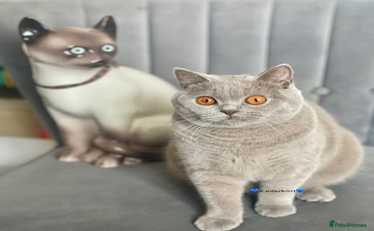 British Shorthair cats - Advert 10