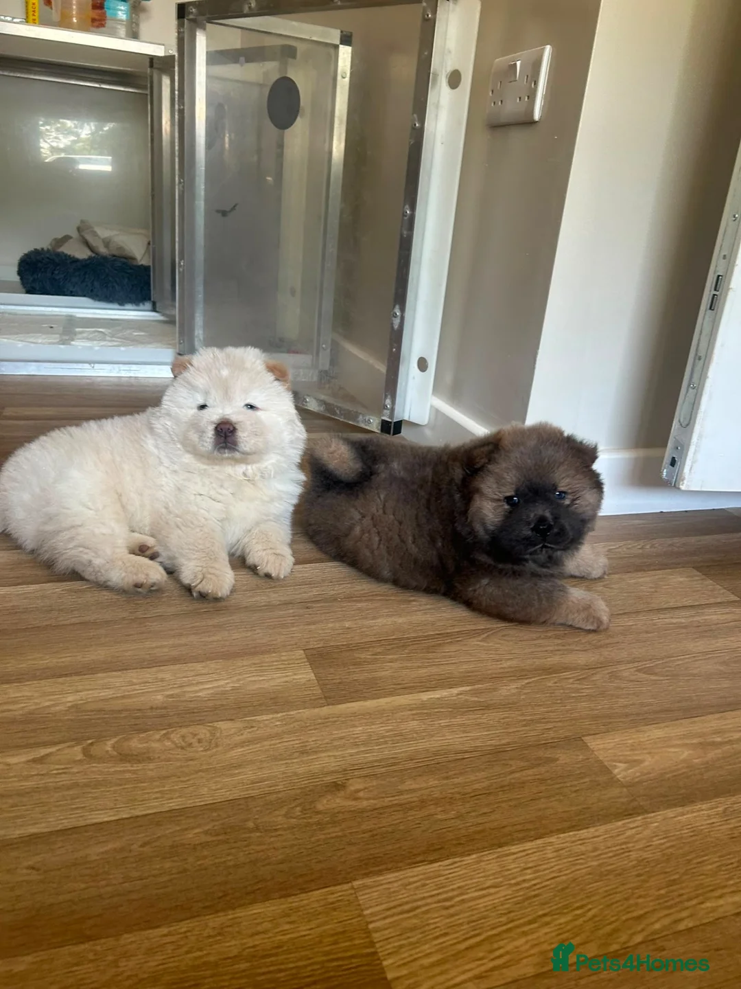 Chow Chow dogs for sale: Puppy Chow chow - Advert 1