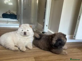 Chow Chow dogs Chow Chow Puppies looking Forever Homes 🐾 - Advert 1
