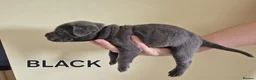 Cane Corso dogs for sale: MERLE & BLUE CANE CORSO PUPPIES - Advert 10