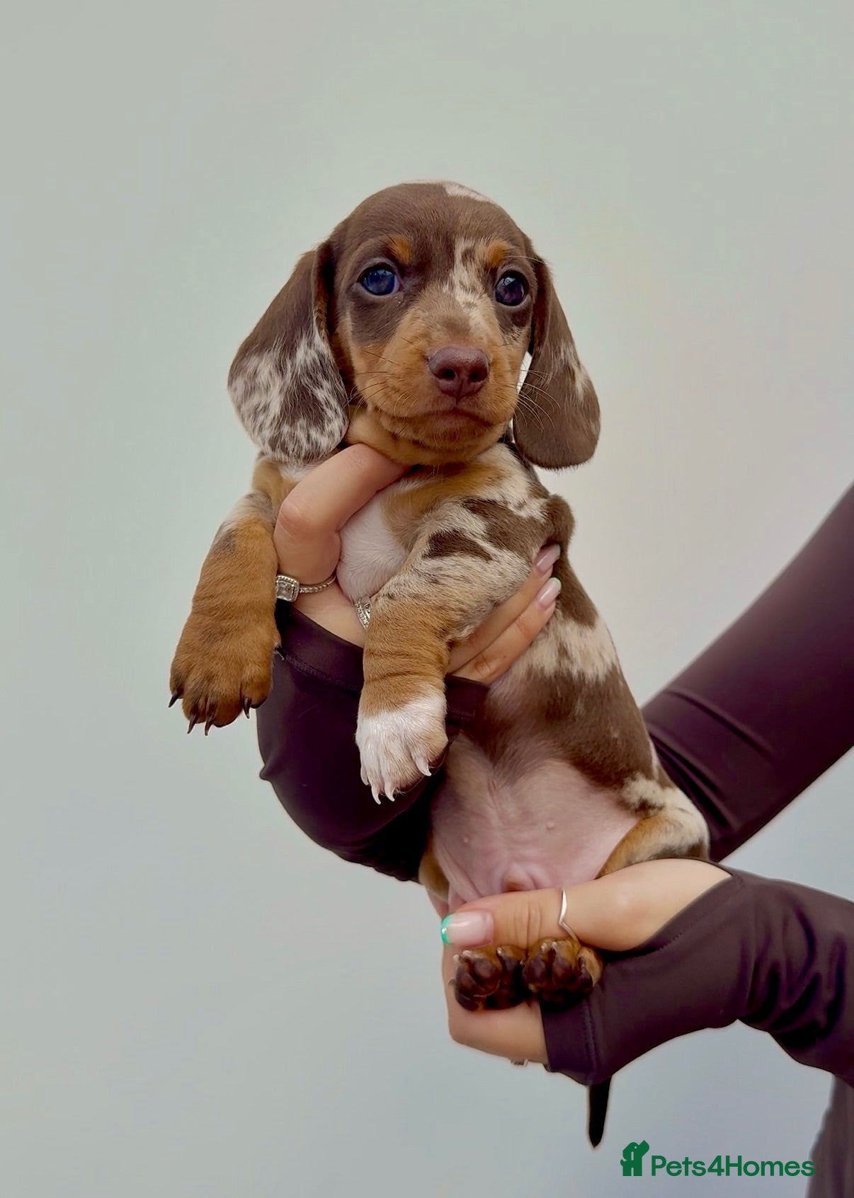Miniature Dachshund dogs Stunning Health Tested Miniature Daxie Pups - Advert 16