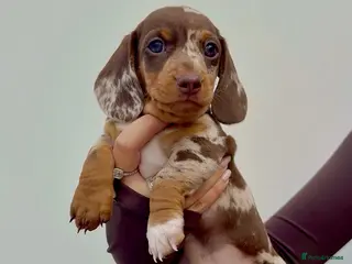 Miniature Dachshund dogs Stunning Health Tested Miniature Daxie Pups - Advert 16