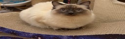 Ragdoll cats for sale: GCCF REGISTERED Ragdoll Kitten Blue Colourpoint - Advert 11