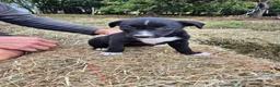 Border Collie dogs for sale: Border Collie Puppies for Sale in Ruthin - Advert 16