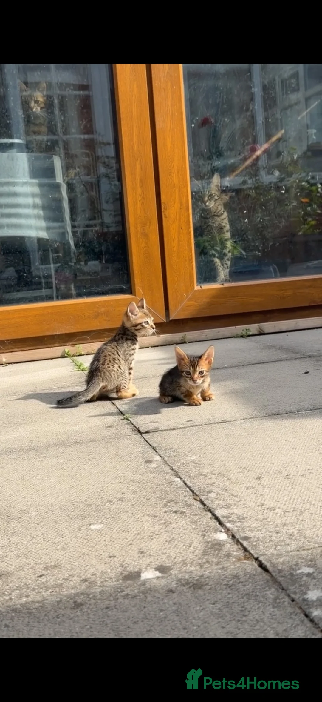 Savannah cats for sale: Savannah x Bengal kittens in Leicester - Advert 2