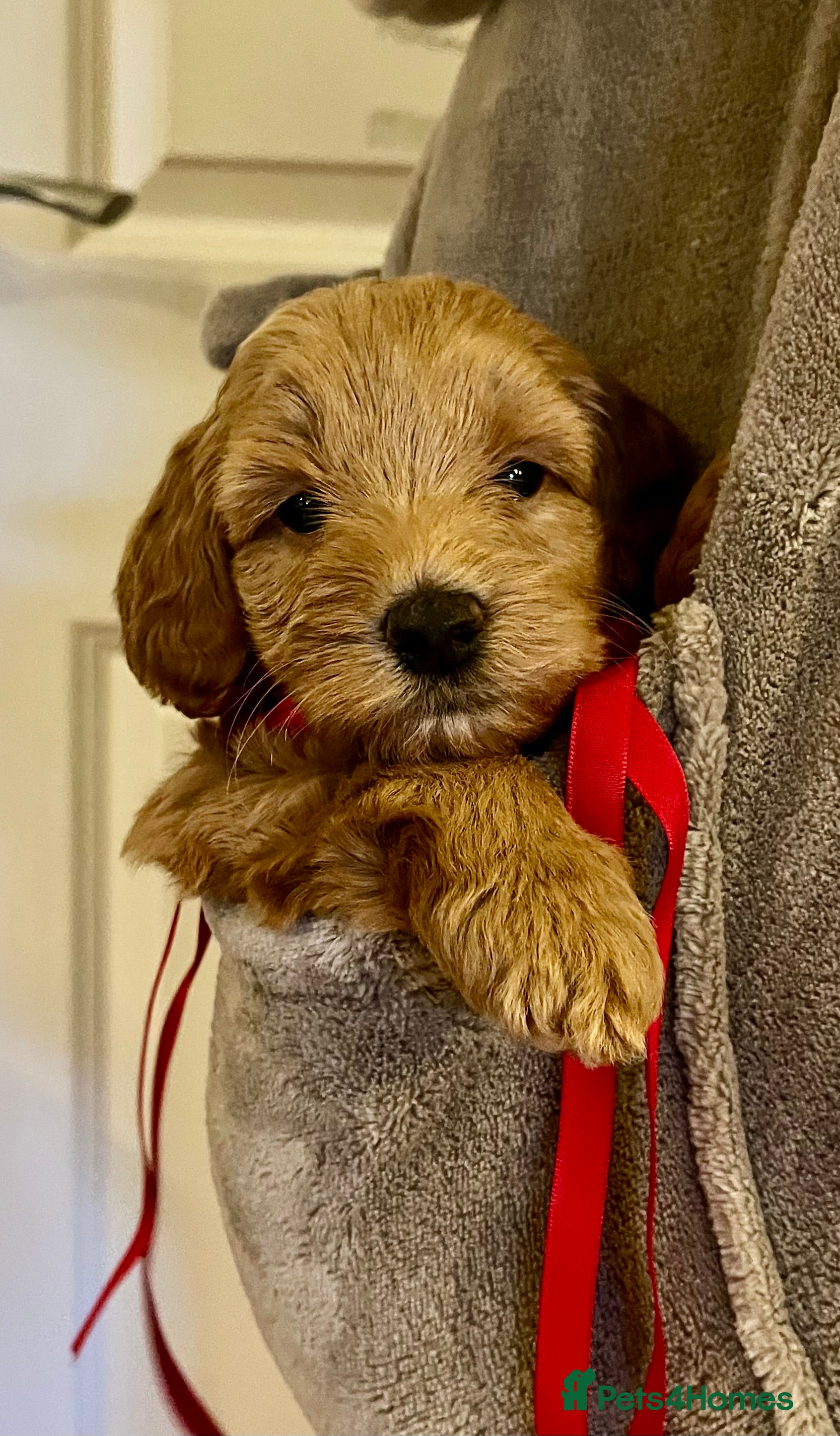 Labradoodle dogs 🥰 Cute 🌺  Miniature labradoodle Puppies F2BB  💕 - Advert 6