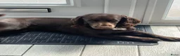 Cocker Spaniel dogs for sale: Belle  - Advert 5