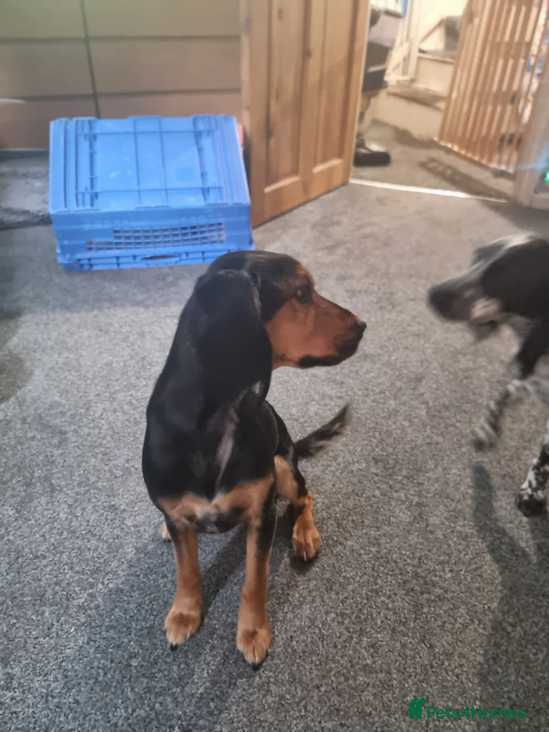 Mixed Breed dogs for sale: Rambo  in Hemel Hempstead - Advert 2