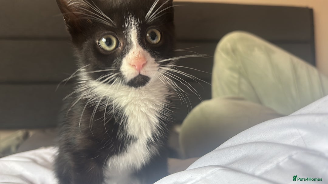 British Shorthair cats for sale: Black and white kitten (M) - Advert 4