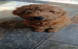 Labradoodle dogs for sale: Labradoodle girl 13 weeks old - Image 3