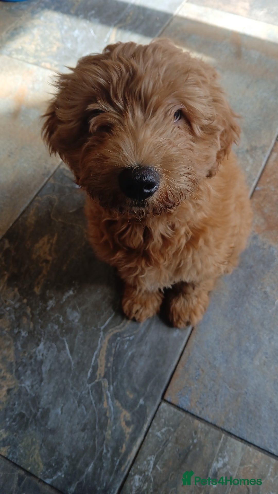 Labradoodle dogs for sale: Labradoodle girl 13 weeks old - Image 3