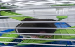 Hamster rodents for sale: Harry the Syrian Hamster - Image 4