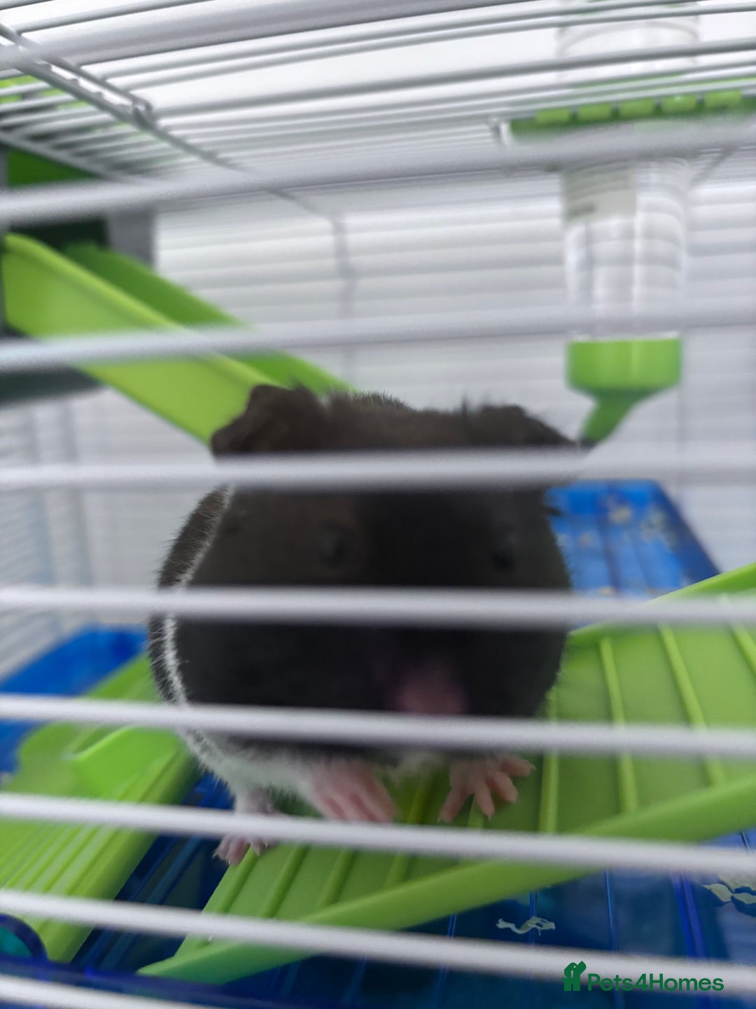 Hamster rodents for sale: Harry the Syrian Hamster - Image 4