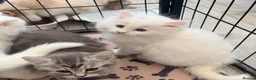 Persian cats for sale: 4 beautiful Persian x kittens, ready now - Advert 22