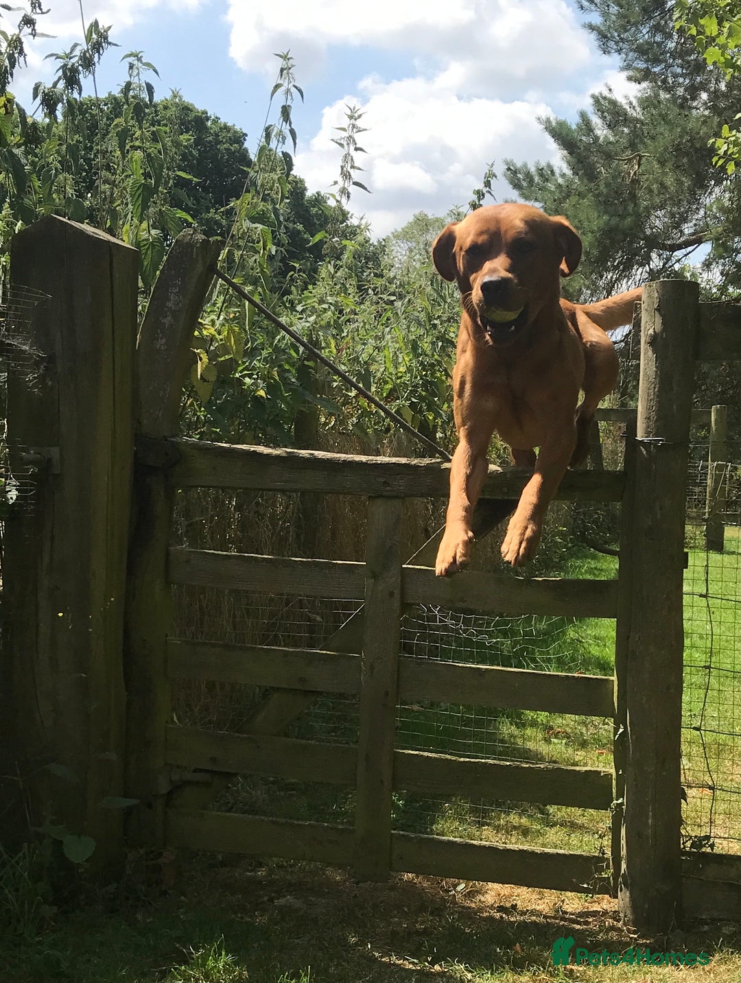Labrador Retriever dogs for stud: Fox Red Labrador For Stud in Ashford - Image 5