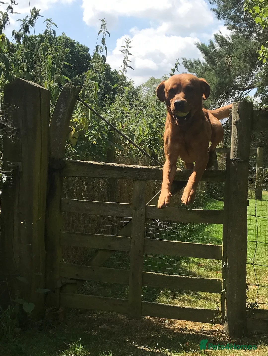 Labrador Retriever dogs for stud: Fox Red Labrador For Stud in Ashford - Advert 5