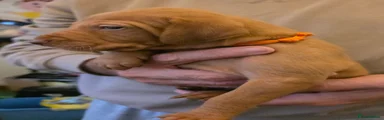 Hungarian Vizsla - Orange