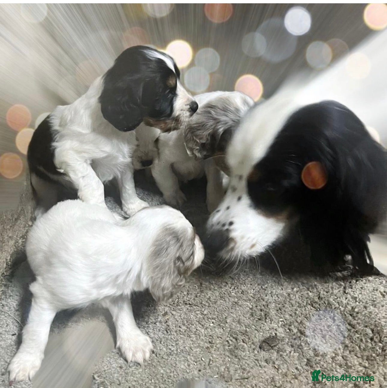 Cavalier King Charles Spaniel dogs Cavalier Puppies - Advert 1