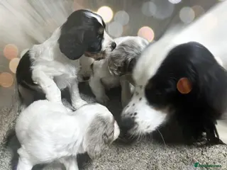 Cavalier King Charles Spaniel dogs Cavalier Puppies - Advert 1